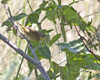Common Yellowthroat female